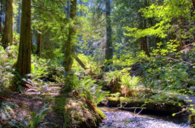 Deep woods walk at Royal Roads University, Victoria BC