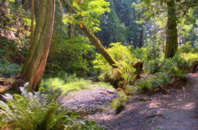 Deep woods walk at Royal Roads University, Victoria BC