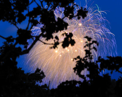 Fireworks through my Garry Oak tree