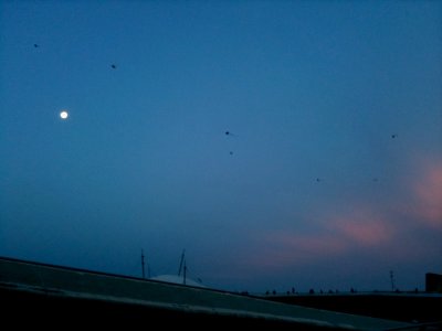 The moon and the kites