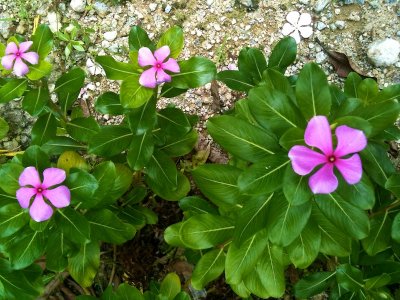 Flower in the kampong