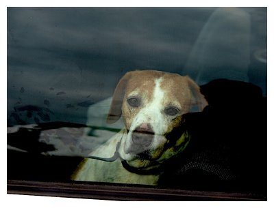 Master is attending the morning church while I will look after the car