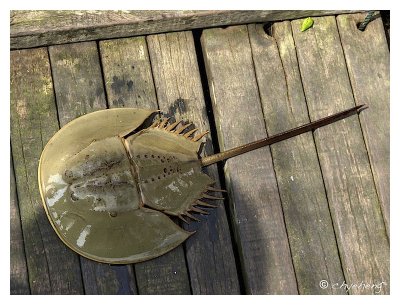 horseshoe crab