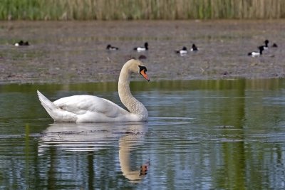 Mute Swan, Knoppsvane