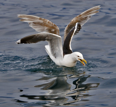 Great black-backed gull. Svartbak