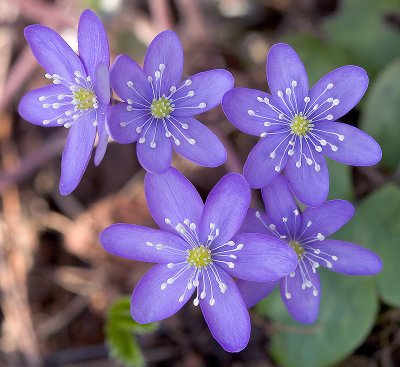 Blåveis, Hepatica nobilis