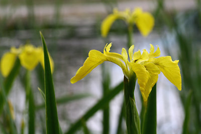 Sverdlilje, Iris Pseudacorus