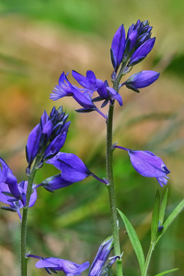 Storblfjr, Polygala vulgaris