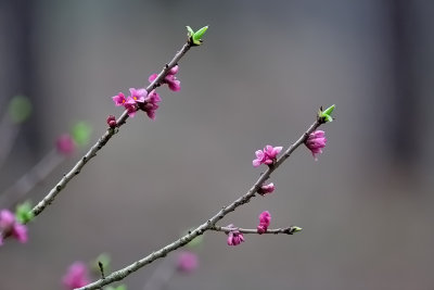 Tysbast, Daphne mezereum