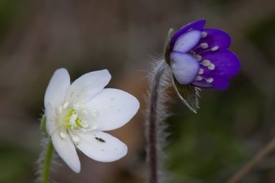 Blveis, Hepatica nobilis