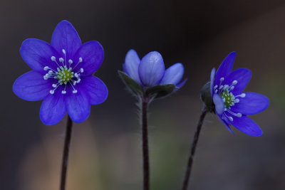 Blveis, Hepatica nobilis