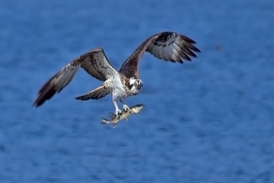 Fish Eagle. Fiskern