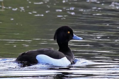 Tufted Duck, Male.Toppand.