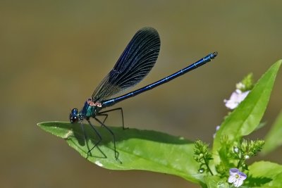 Damselflies and Dragonflies 2009