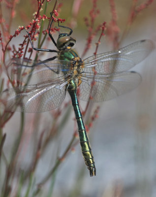 Downy Emerald, Smaragd yenstikker, Cordulia aenea , Male