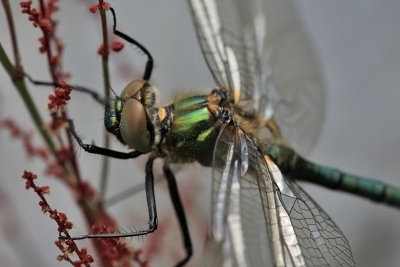 Downy Emerald, Smaragd yenstikker, Cordulia aenea , Male