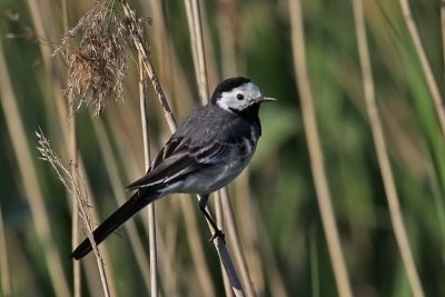 White Wagtail. Linerle