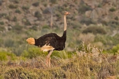 Common Ostrich. Struts