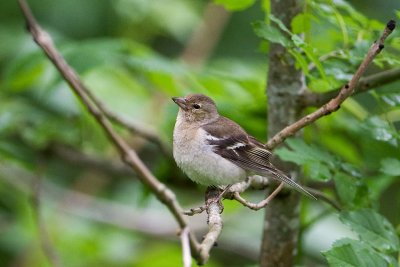 Brambling. Bjrkefink, Female