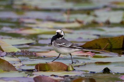 White Wagtail. Linerle