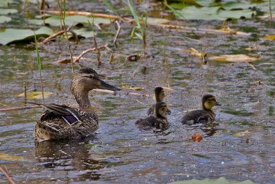 Mallard, Stokkand