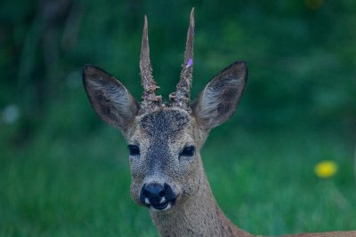 Roe Deer. Rdyr