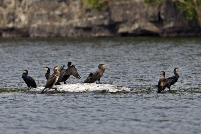 Great Cormorant, Skarv