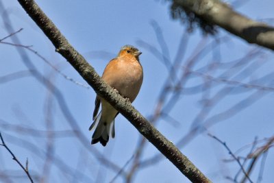 Chaffinch. Bokfink