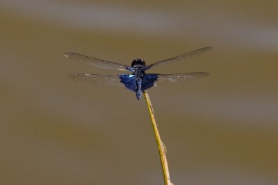 Sapphire Flutterer, Rhyothemis triangularis