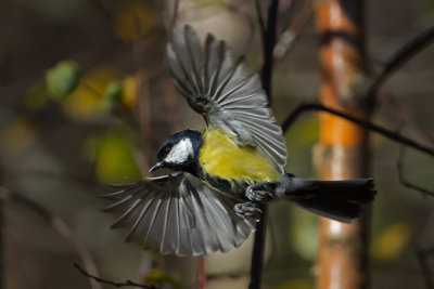 Flying Birds