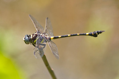 Common Clubtail, Common Flangetail, Male. Ictinogomphus decoratus