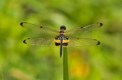 Yellow Striped Flutterer. Rhyothemis phyllis