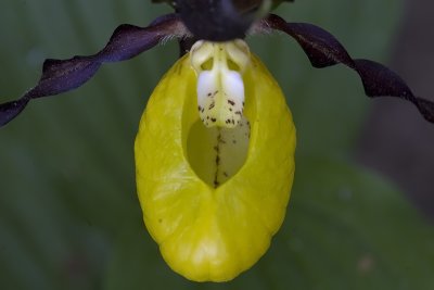 Marisko, Lady Slippers