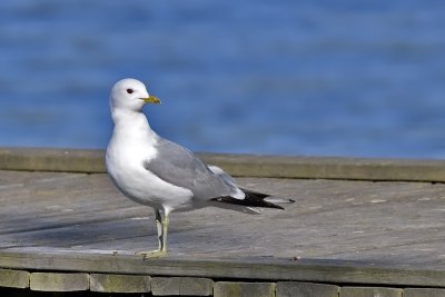 European Herring Gull. Grmke