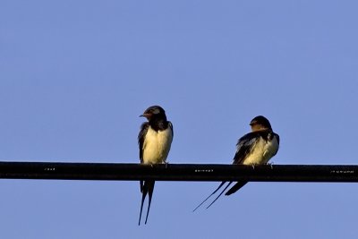 Barn Swallow. Lvesvale