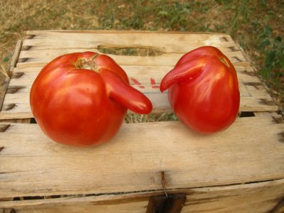 Young and old tomatos