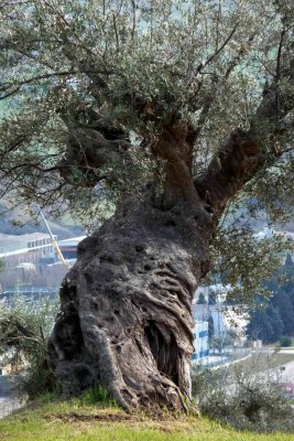L'ULIVO D'ABRUZZO - ABRUZZO OLIVE TREE
