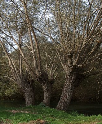 Trees in the river