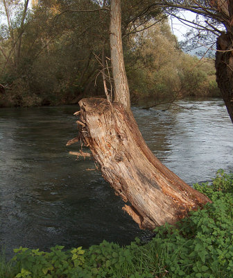 Tree in the river