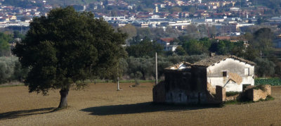 Tree and house