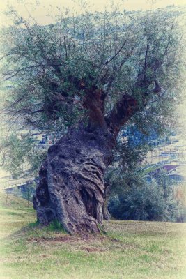 Olive tree Abruzzo Italy