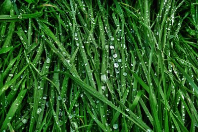 Drops in the grass