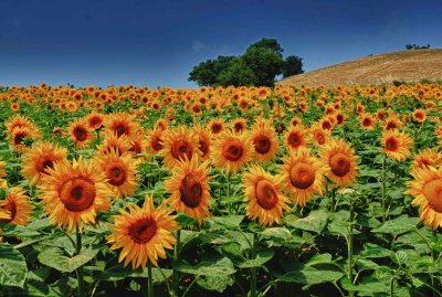 Sunflowers, Abruzzo hills