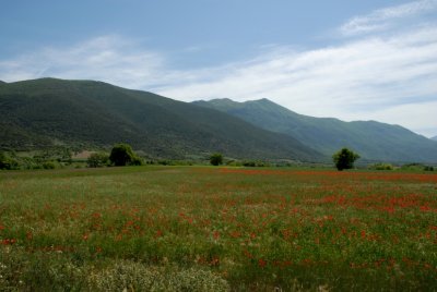 Flowering 2007