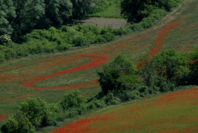 Flowering 2007