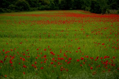 Flowering 2007