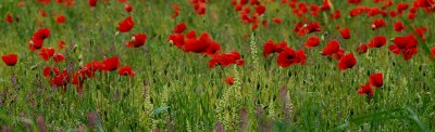 Poppies