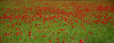 Flowering 2007