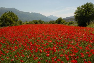 Red, amazing red Abruzzo