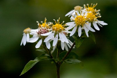 White Wood Aster